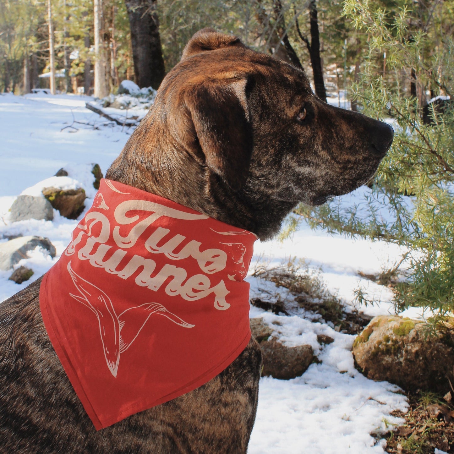 Two Runner Bandana